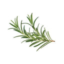 Herb Rosemary Pots Living (Case of 6)