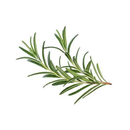 Herb Rosemary Pots Living