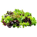 BB Washed and ready to eat Florette crispy leaf salad (Green Cos  Frisee Green Apollo  Lollo Rosso (Red Salanova as Sub)) (Single
