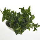 BB - Oregano