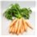 Bunched Carrots With Tops Pre-Order D4 (Case of 1)