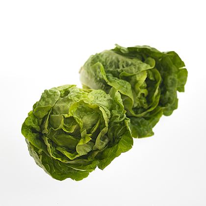 BB - Fancy Leaf Lettuce Little Gem