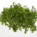 BB - Chervil