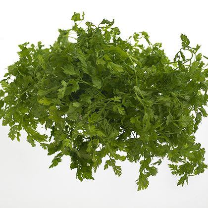 BB - Chervil
