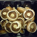 Portobello Mushroom (Case of 1)