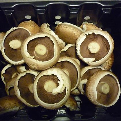 Portobello Mushroom (Case of 1)