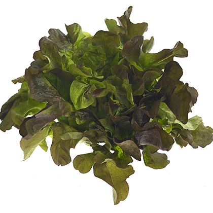 BB - Fancy Leaf lettuce Red Oak