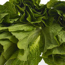 Cos/ Romaine Lettuce (Case of 10)