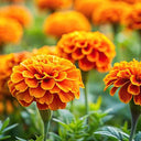 BB - Tagete Flowers  D4