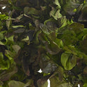 Fancy Leaf lettuce Red Oak