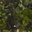 Fancy Leaf lettuce Red Oak (Case of 12)