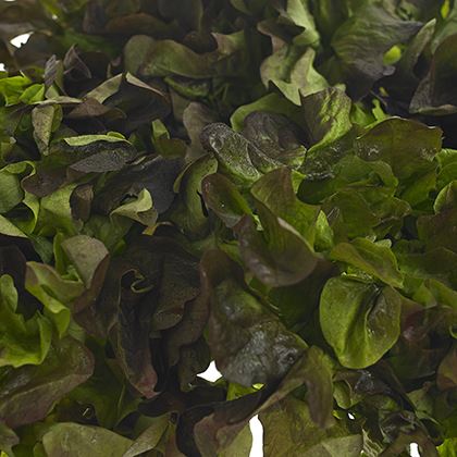 Fancy Leaf lettuce Red Oak