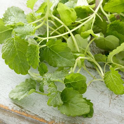 BB - Herb Micro Lemon Balm