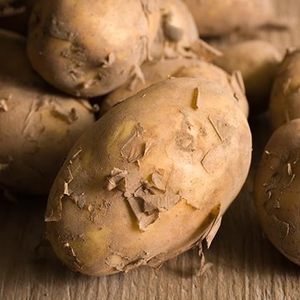 Potato Jersey Royal Available Late April to June (Case of 1)