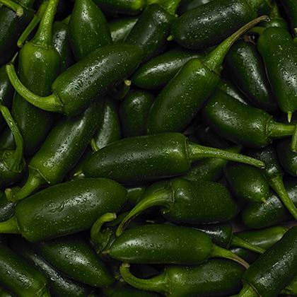 Jalapeno Green Chillis
