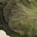 Bb -  Spring Cabbage Greens Heritage
