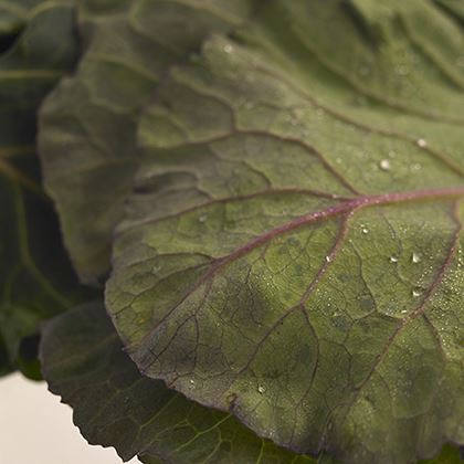 Bb -  Spring Cabbage Greens Heritage