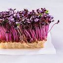 BB - Pre-Order Cress Shisho Mixed