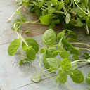 BB - Herb Micro Mint