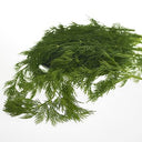 BB - Dill