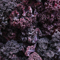 BB - Cabbage Red Kale