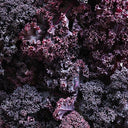 BB - Cabbage Red Kale