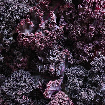 BB - Cabbage Red Kale