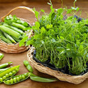 Bb - Herb Pea Shoots