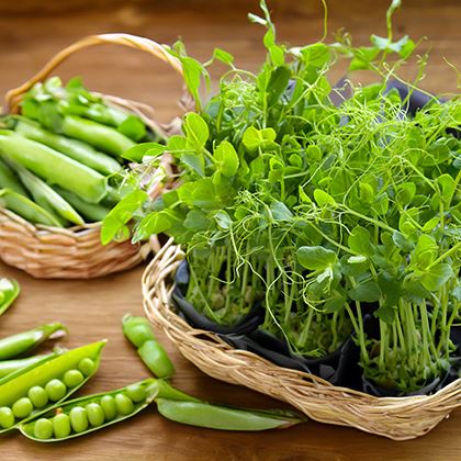 Bb - Herb Pea Shoots
