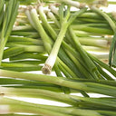 Spring Onion Trimmed (Case of 20)