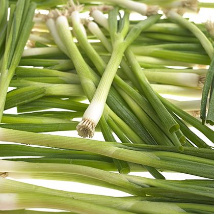 Spring Onion Trimmed (Case of 20)