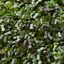 BB - Micro Mizzuna