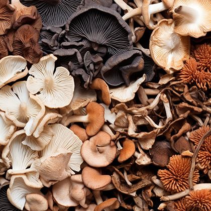Exotic Mixed Mushrooms
