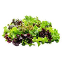 Washed and ready to eat Florette crispy leaf salad (Green Cos  Frisee Green Apollo  Lollo Rosso (Red Salanova as Substitute)) WRTE