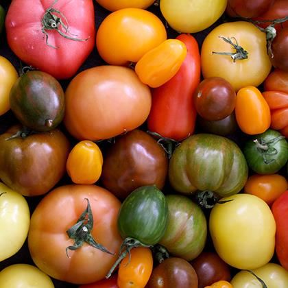 Tomato Mixed Heritage Varieties Colour and size