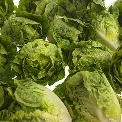 Fancy Leaf Little Gem Lettuce