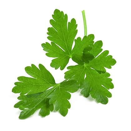 Herb Coriander