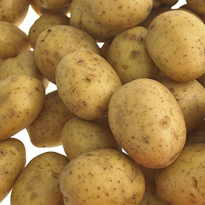 Maris Piper Potatoes