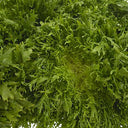 Endive Fancy leaf Lettuce (Case of 10)