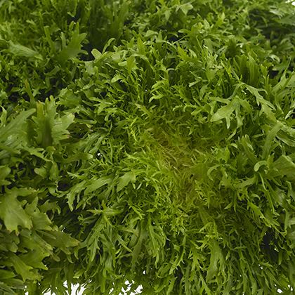 Endive Fancy leaf Lettuce