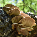 Woodland Wild Mushroom Mix