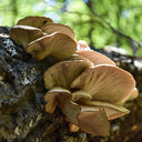 Woodland Wild Mushroom Mix
