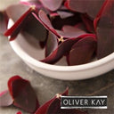 (4 Days) Pre-Order Micro Butterfly Sorrel x 25 pieces