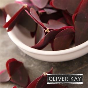 (4 Days) Pre-Order Micro Butterfly Sorrel x 25 pieces