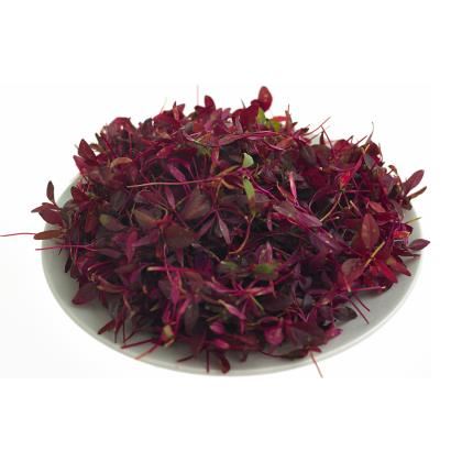 BB - Micro Red Amaranth