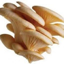 Grey Oyster Mushroom (Case of 1)