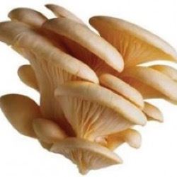 Grey Oyster Mushroom