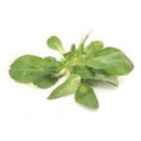 BB - Fancy Leaf Lambs Lettuce