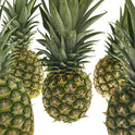 Pineapple Medium