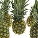 Pineapple Medium (Case of 10)